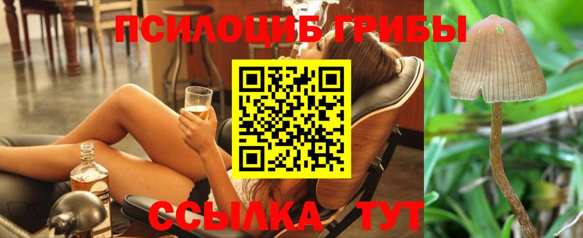 Псилоцибиновые грибы Psilocybe Губаха